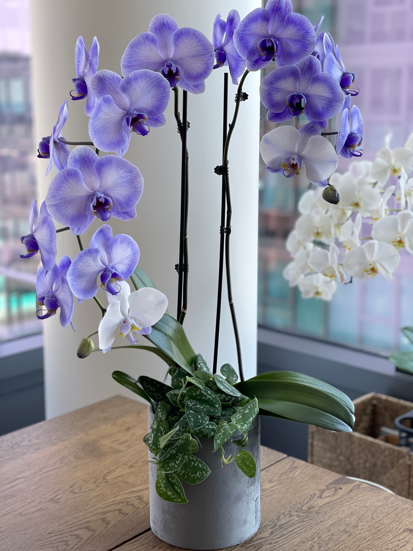 Lavender orchids