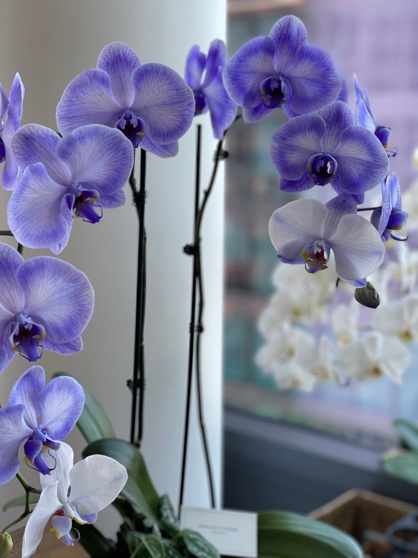 Lavender orchids