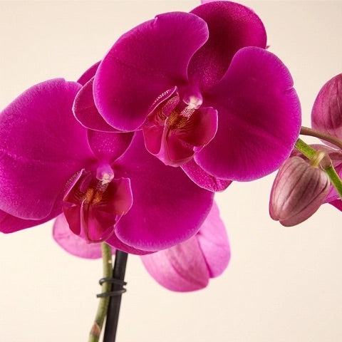 Purple orchids arraignment