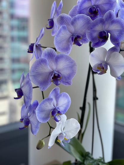 Lavender orchids