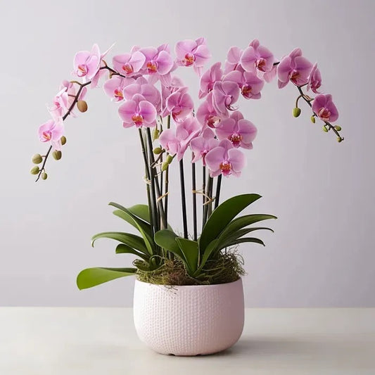 Pink orchids in a ceramic pot