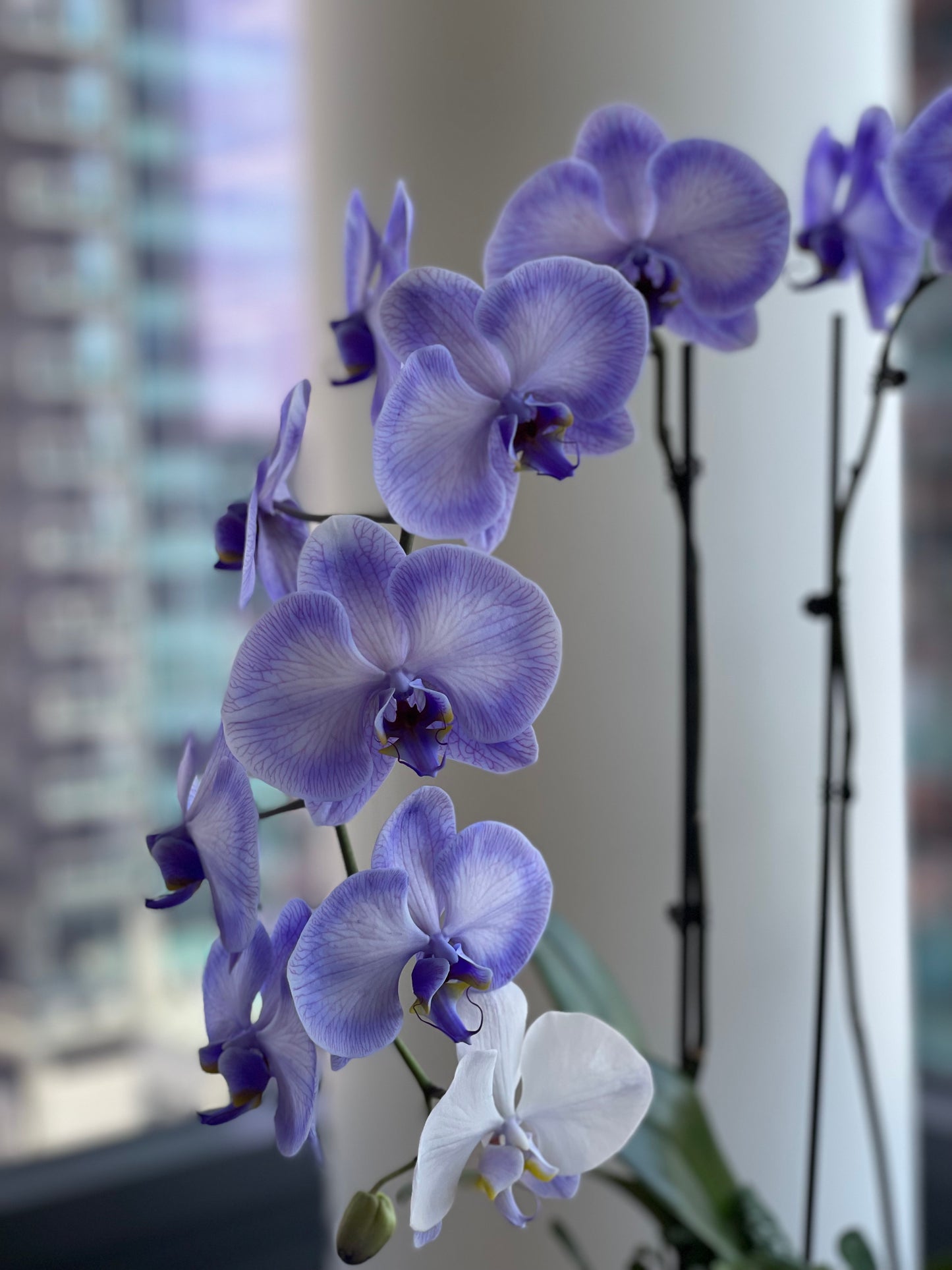 Lavender orchids