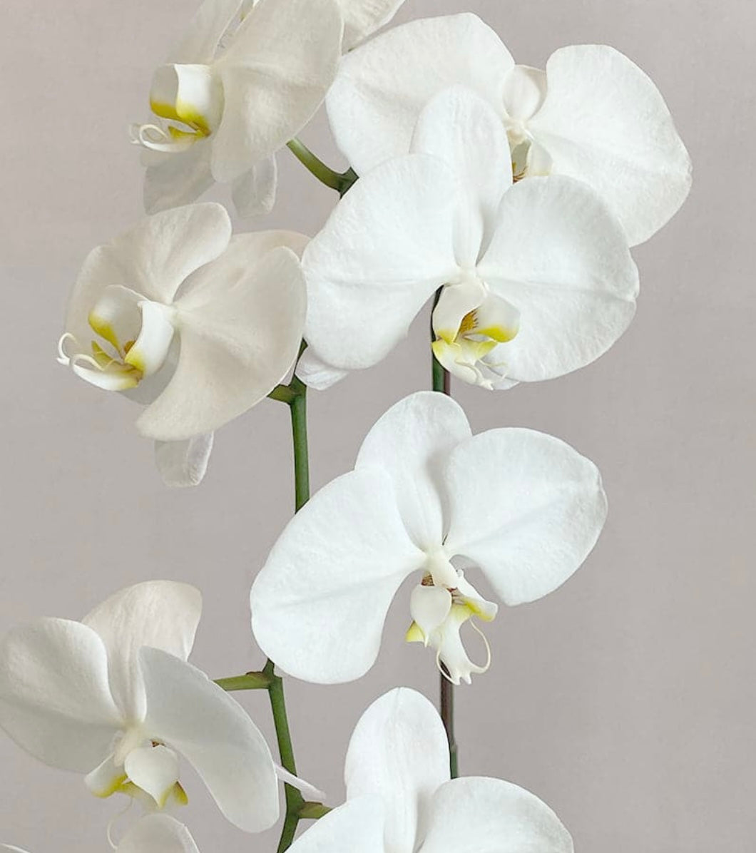 White orchids arraignment