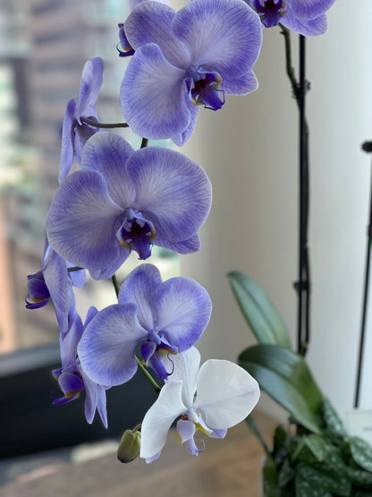 Lavender orchids