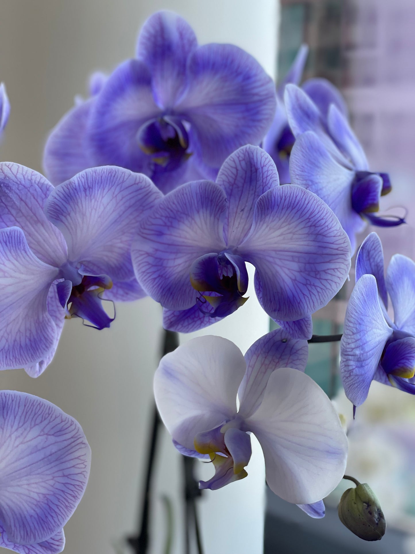 Lavender orchids