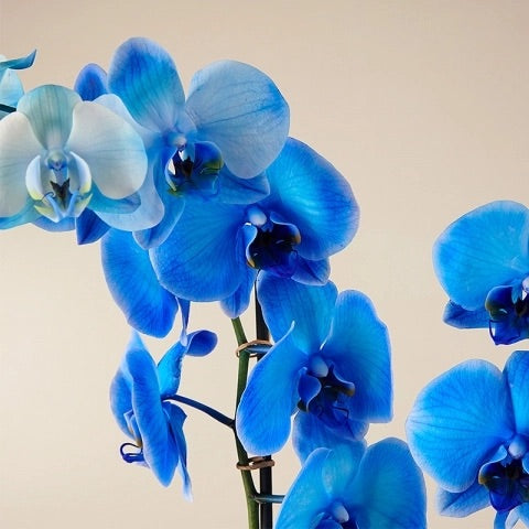 Blue orchids arraignments