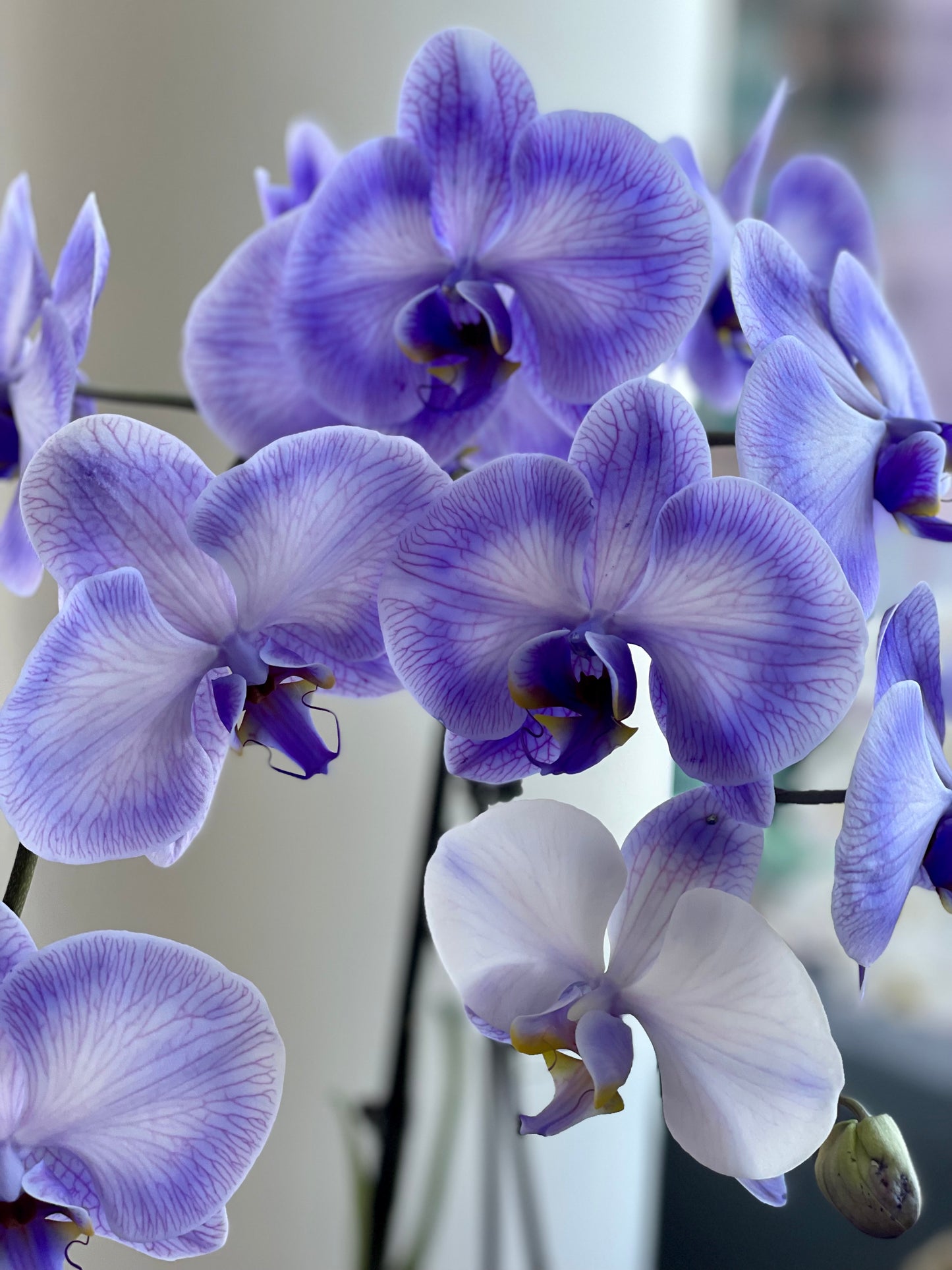 Lavender orchids