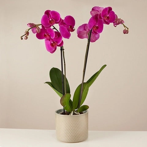 Purple orchids arraignment