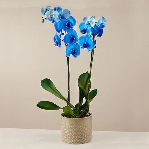 Blue orchids arraignments