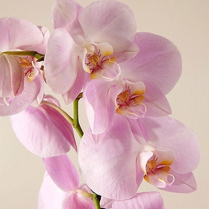 Pink orchids arraignments