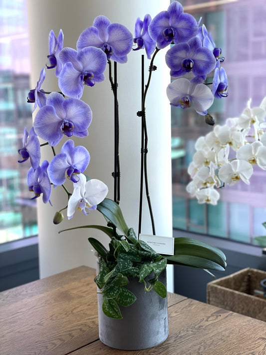 Lavender orchids