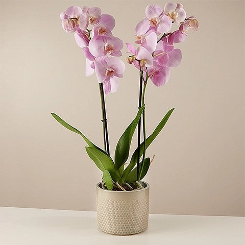 Pink orchids arraignments