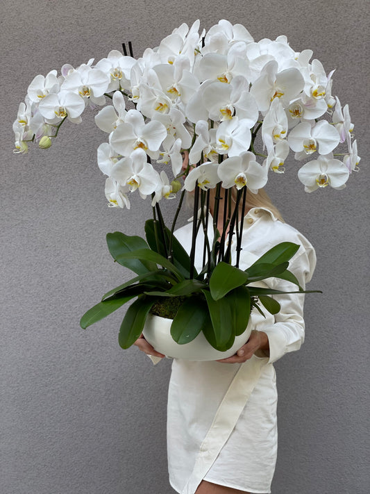 Modern white orchids in a ceramic vase