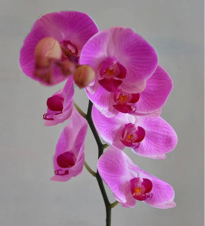 Purple orchids